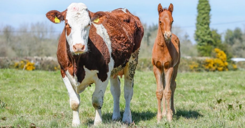 Cette vache irlandaise a adopté un poulain orphelin et le considère comme son petit