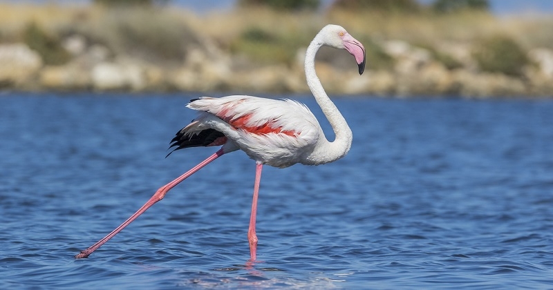 L'un des 60 000 flamants roses vivant en France vient de fêter ses 46 ans