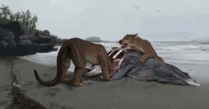 Des gigantesques chiens-ours vivaient en France il y a 36 millions d'années, selon une récente découverte