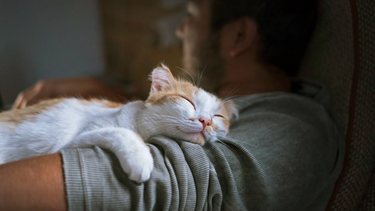 Le secret du ronronnement des chats aurait enfin été percé par des scientifiques