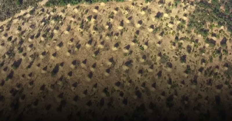 Une termitière aussi vaste que la Grande-Bretagne découverte au Brésil 