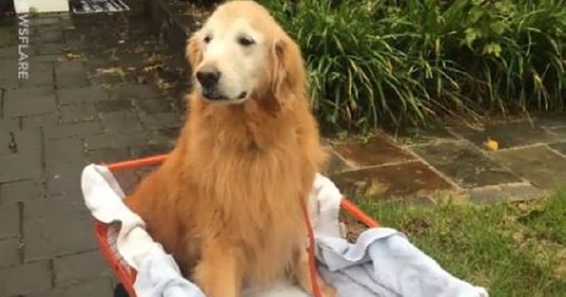 Elle achète un chariot pour que son chien, qui ne peut plus marcher, puisse se promener	