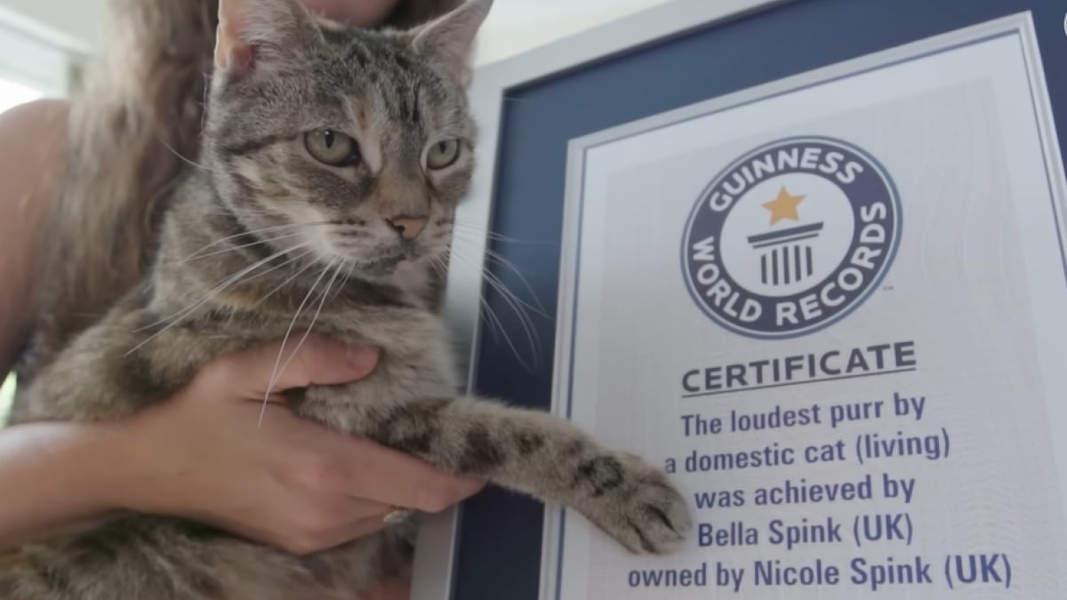 Un chat a battu le record... du ronronnement le plus fort au monde