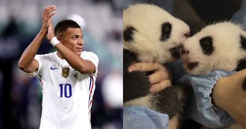 « Passionné par les animaux », Kylian Mbappé devient le parrain d'un des deux bébés pandas nés au zoo de Beauval