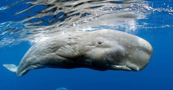 Le vomi de cachalot peut rapporter très gros ! La preuve avec ce pêcheur devenu millionnaire du jour au lendemain