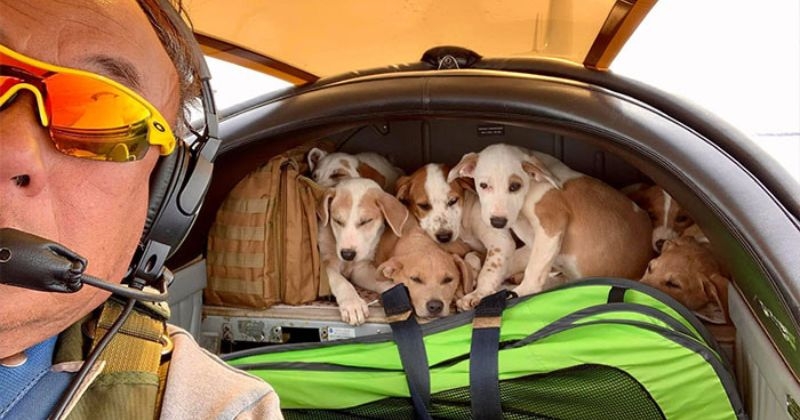 États-unis : l'incroyable histoire de ce pilote retraité qui vole au secours de chiens abandonnés