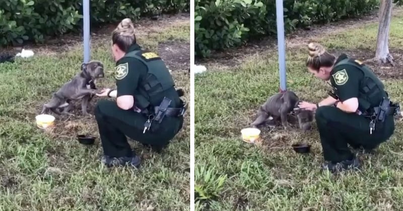 Ce chien, retrouvé attaché à un poteau, offre sa patte à la policière venue le détacher 