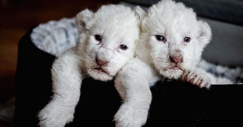 Deux adorables lionceaux blancs, baptisés Simba et Nala, sont nés dans un refuge de Normandie