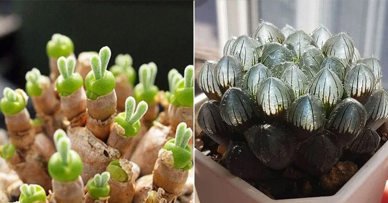 Les succulentes : ces plantes originales