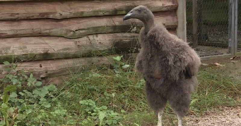 Rocher des Aigles : naissances exceptionnelles de deux bébés condors, une première depuis sept ans !