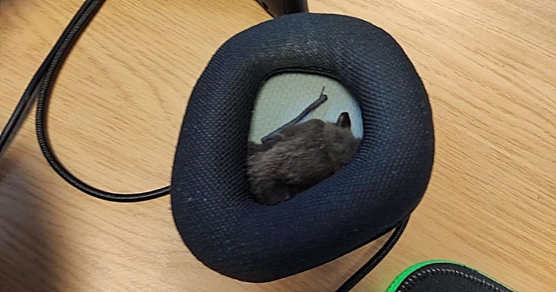 Cet employé a découvert une chauve-souris cachée dans le casque audio de son poste de travail