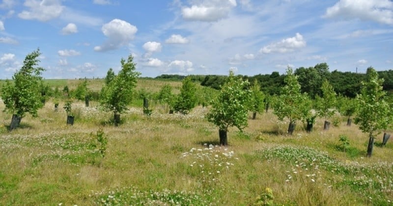 La France possède aujourd'hui deux fois plus de forêts qu'il y a cent ans, mais est-ce vraiment une si bonne nouvelle que cela ?