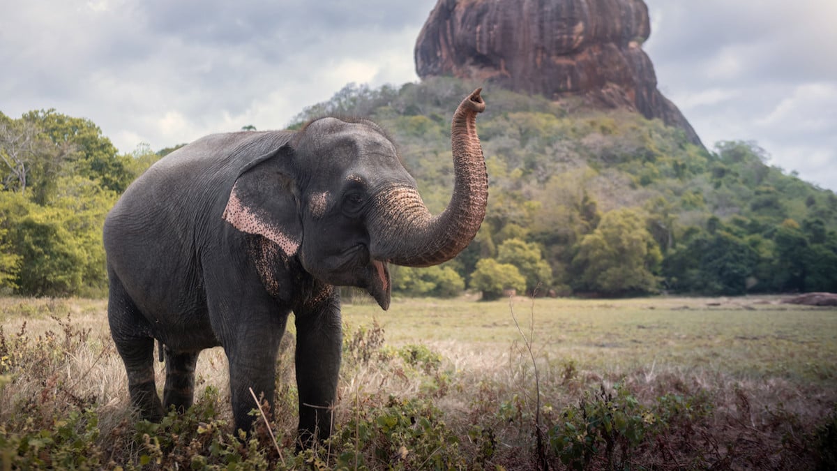 Sri Lanka : Trois hommes brûlent vif un éléphant sauvage, ils risquent la peine de mort 