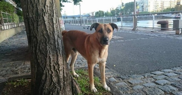 À chaque fois que cette hôtesse de l'air atterrissait à Buenos Aires, ce chien errant l'attendait à son hôtel... elle a fini par l'adopter