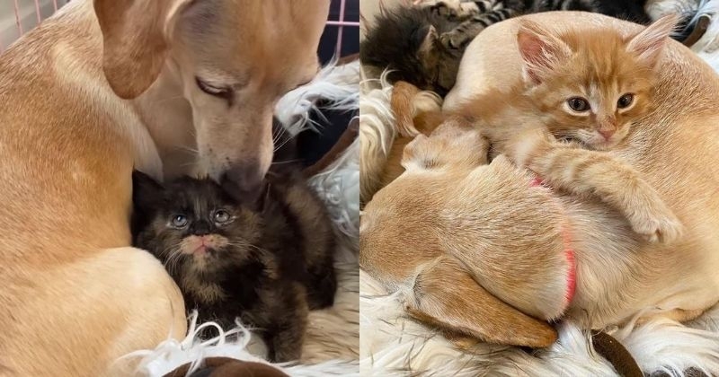 Ces adorables chatons abandonnés ont été adoptés par une chienne devenue leur nouvelle maman
