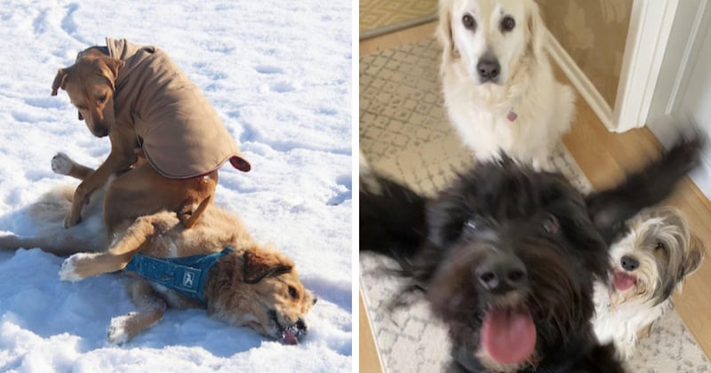 Ces 25 photographies finalistes du « Comedy Pet Photography Awards » sont hilarantes 