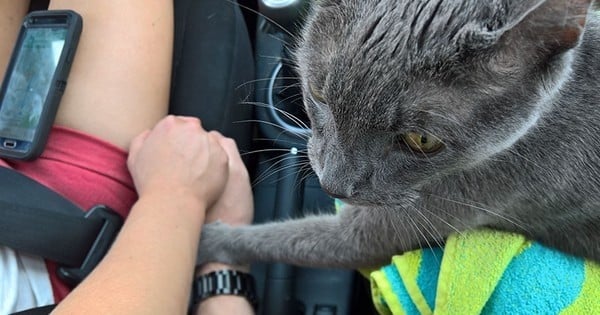 Déchirant : ce chat mourant a tendu la patte à ses maîtres lors de son dernier voyage, chez le vétérinaire...