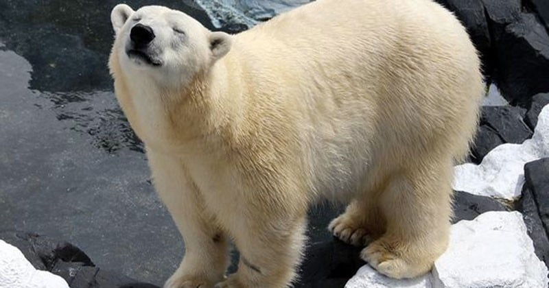 SeaWorld : le parc d'attractions aquatiques américain perd son ours polaire « star » après l'avoir séparée de sa meilleure amie qu'elle n'avait quitté qu'une seule fois en 20 ans