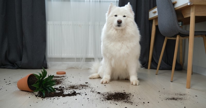 Votre chien fait la loi à la maison ? Audrey, comportementaliste canin, vous donne ses conseils