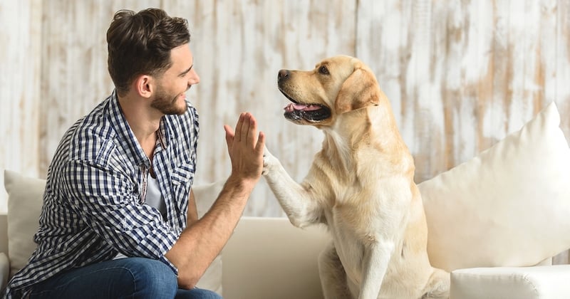 Voici la race de chien idéale pour vous selon votre signe astrologique