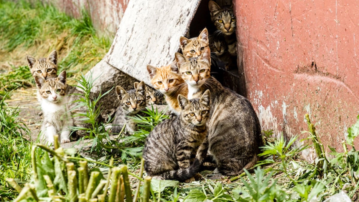 Une “ferme à chats” va ouvrir dans l'Ariège, une première en France
