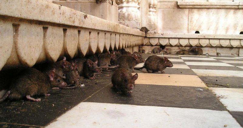 Infestées de rats, ces 2 villes françaises font partie du Top 10 mondial peu glorieux