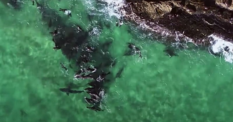 Vidéo : un grand requin blanc violemment attaqué par une colonie d'otaries après avoir dévoré un membre du groupe