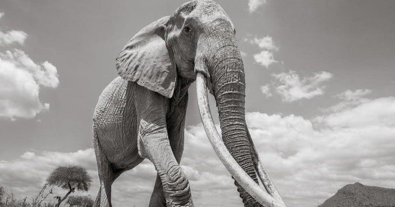 Il photographie les ultimes instants de la « reine des éléphants », l'un des derniers pachydermes aux défenses géantes