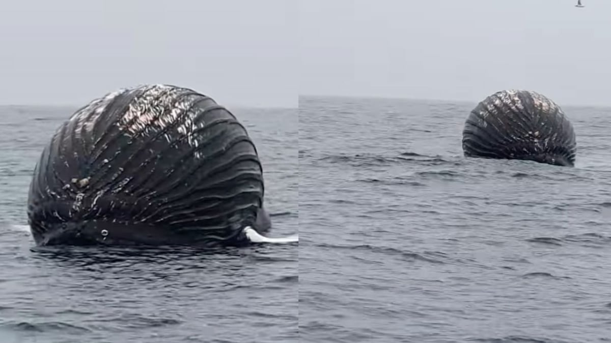 Des pêcheurs découvrent une baleine prête à exploser, la vidéo fait le tour du web