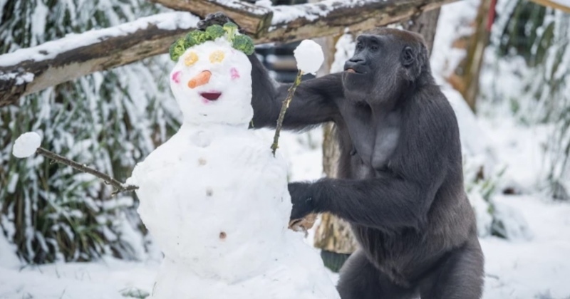  Alors qu'une vague de froid paralyse Londres, des gorilles s'amusent avec... un bonhomme de neige ! 