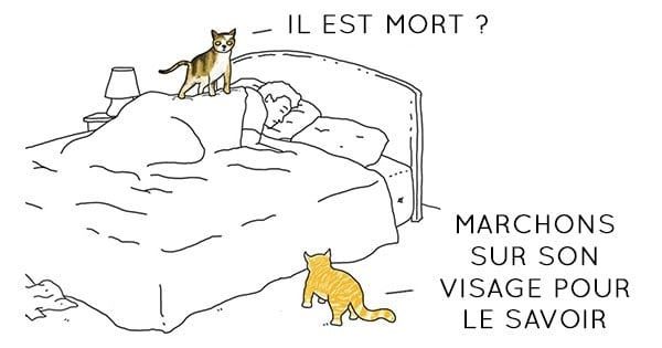 Si les animaux pouvaient parler, voici ce qu'ils diraient !