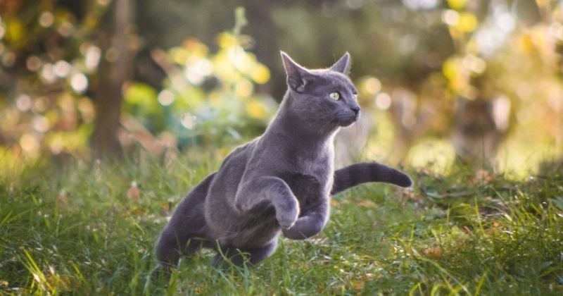 Cette étude scientifique révèle où s'aventurent les chats lorsqu'ils partent en vadrouille