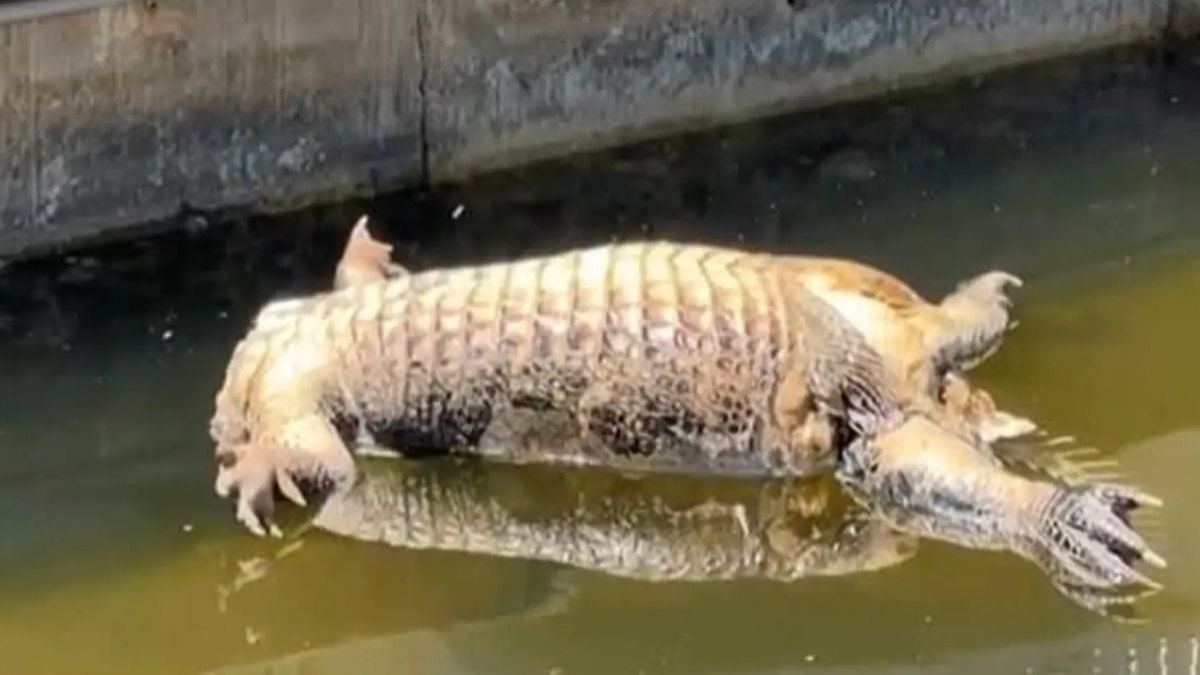 Sous le choc, elle découvre un alligator sans tête juste devant chez elle