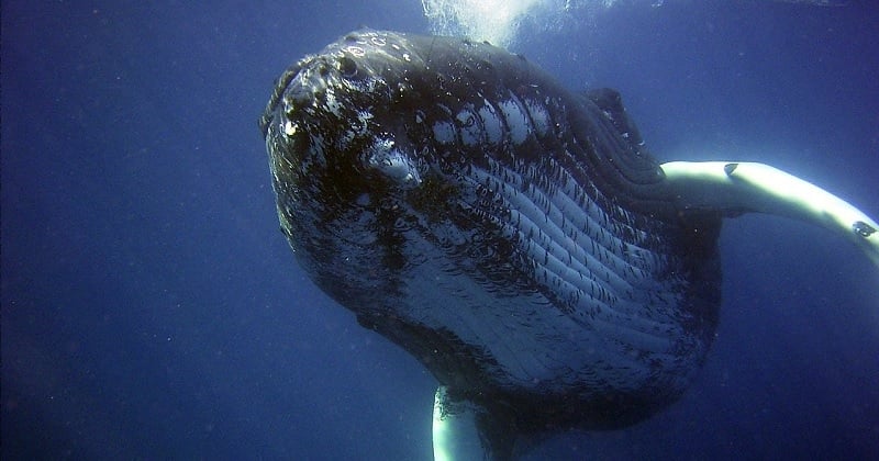 Inde : des pêcheurs trouvent un bloc de... vomi de baleine d'une valeur de 3,4 millions d'euros