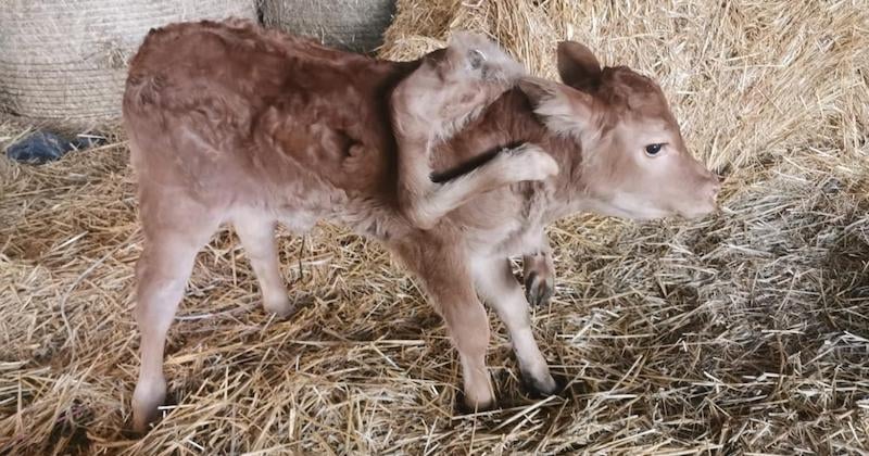 Dans l'Aveyron, un veau à 6 pattes est né, avant d'être opéré avec succès
