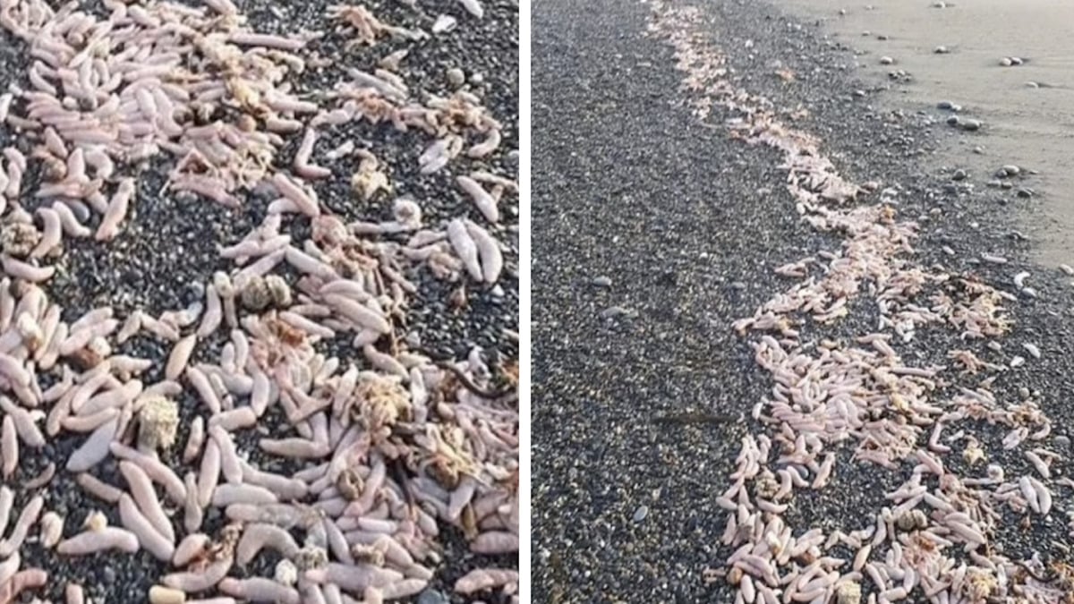 Des milliers de poissons pénis s'échouent sur une plage en Argentine