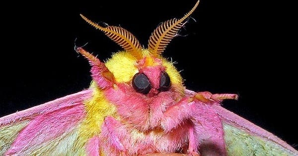 Faites la connaissance de l'insecte le plus mignon que vous verrez aujourd'hui !