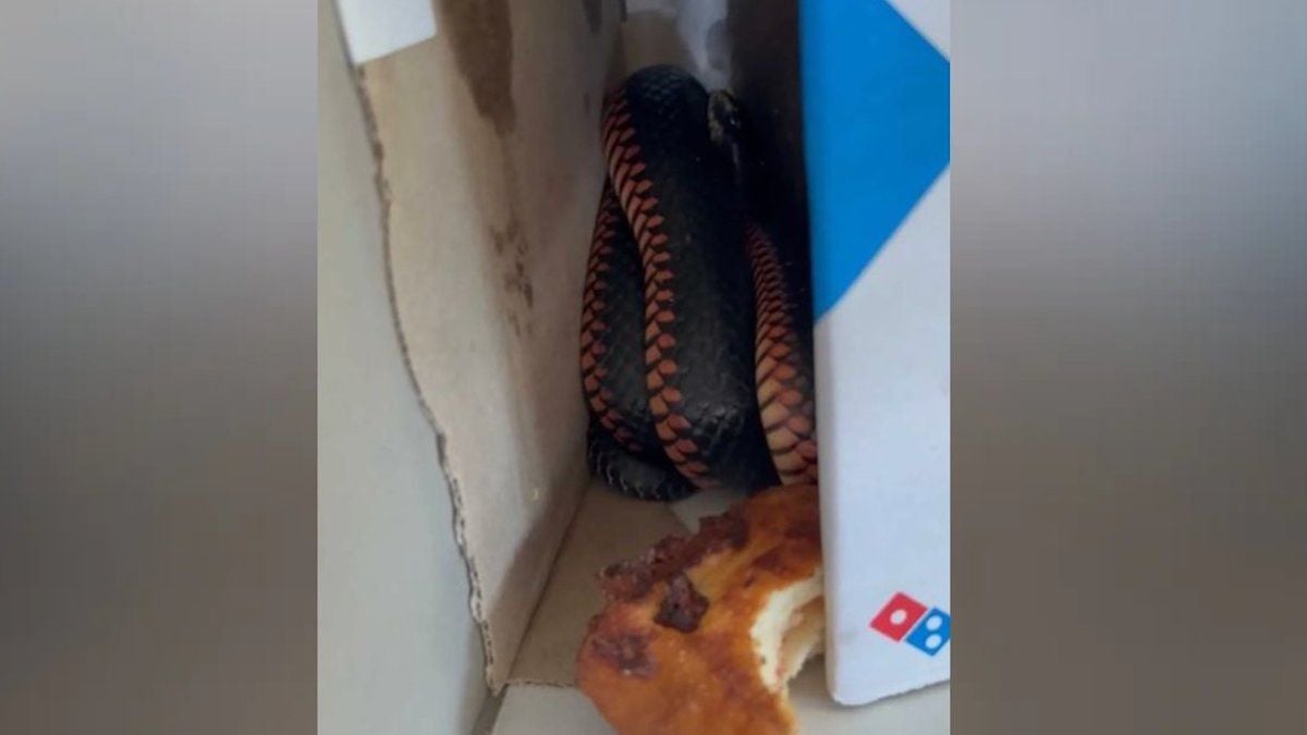 Une famille découvre un serpent « extrêmement venimeux » caché dans une boîte à pizza tout juste livrée 