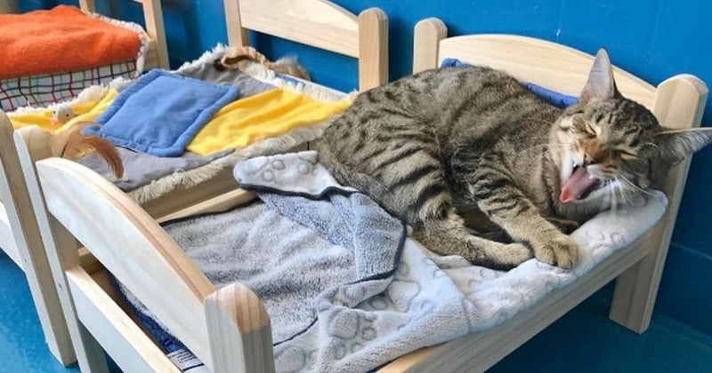 Ikea offre des lits de poupée pour les chats d'un refuge