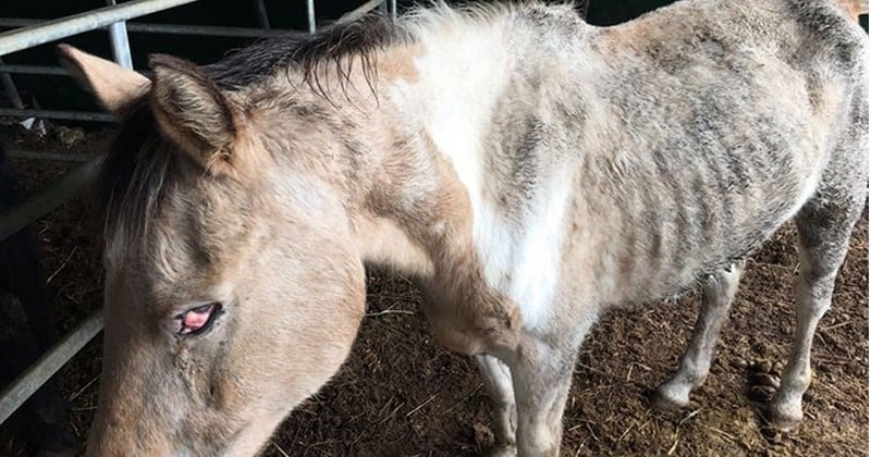 Abandonnés dans un élevage par leurs propriétaires, sans rien à manger et à boire, plus de 100 chevaux ont été secourus par un collectif d'associations
