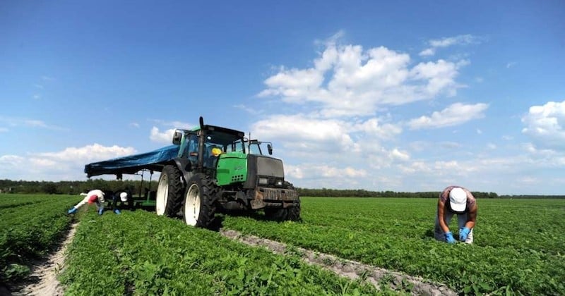 Une agriculture 100 % biologique pourrait nourrir la planète en 2050... À condition de manger moins de viande et de gaspiller moins