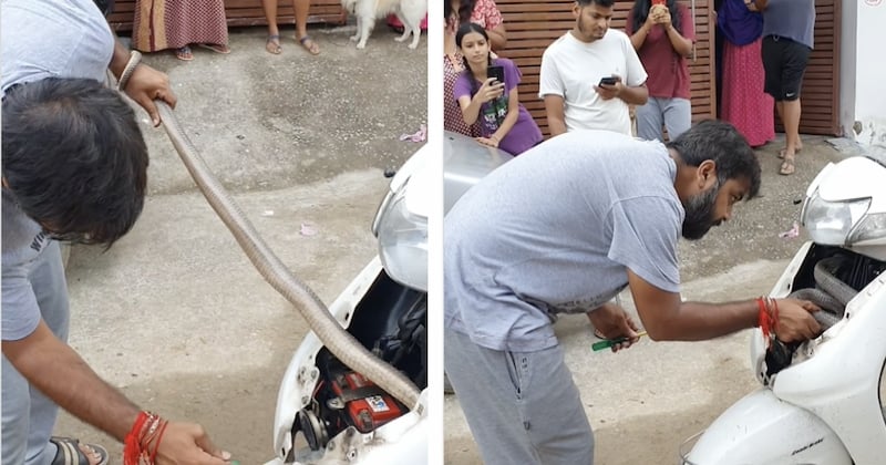 La vidéo terrifiante d'un homme délogeant à mains nues un cobra caché dans un scooter