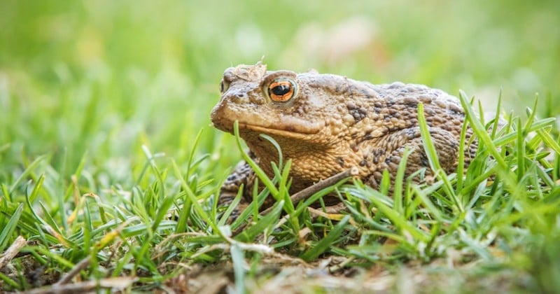 Côtes d'Armor : une route départementale fermée jusqu'en mars pour laisser traverser les grenouilles