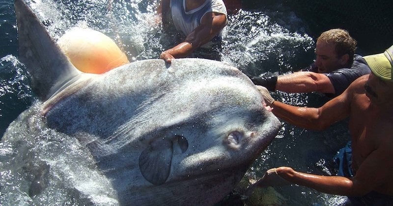 Au Maroc, un énorme poisson-lune de plus...de 1000 kg pêché accidentellement ! 