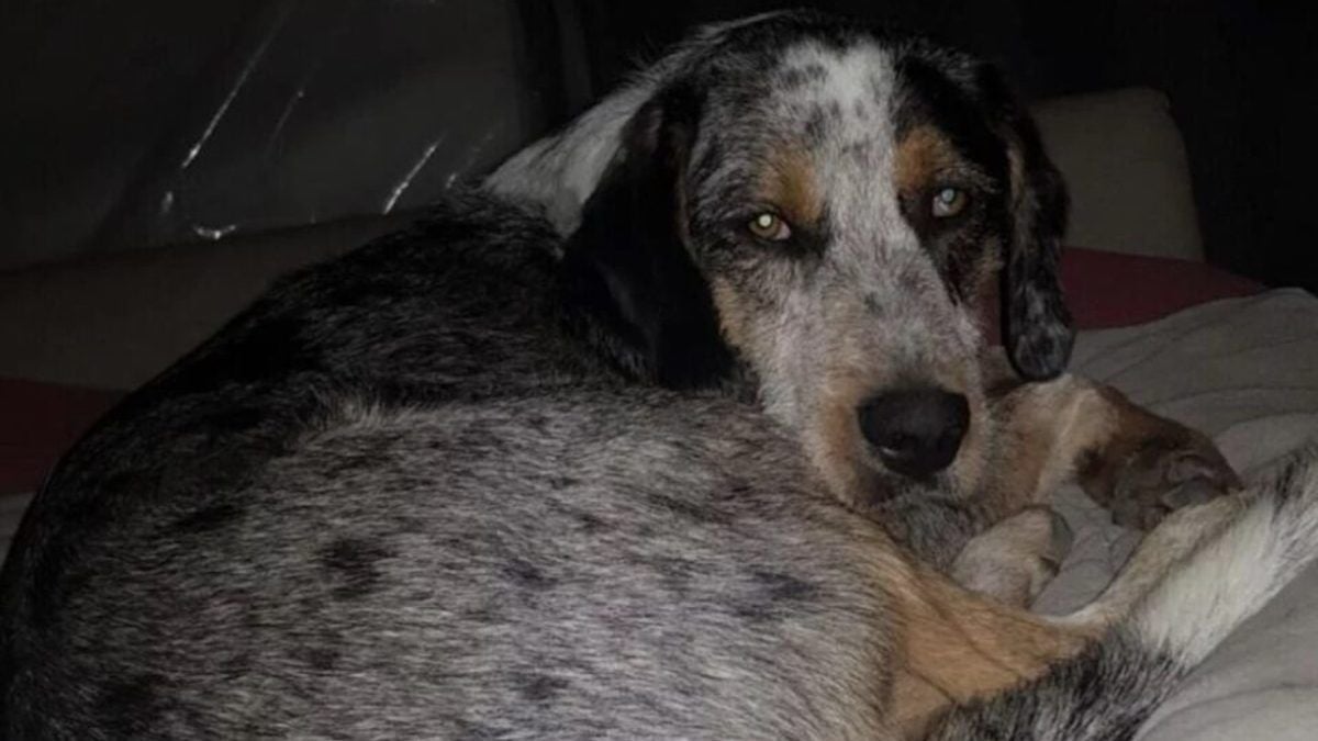 Un chien meurt après s'être fait enfoncer un bâton dans le rectum, le coupable risque... 5 ans de prison