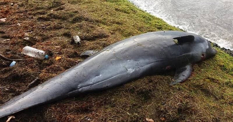 Île Maurice : une dizaine de dauphins ont été retrouvés morts, échoués sur le rivage