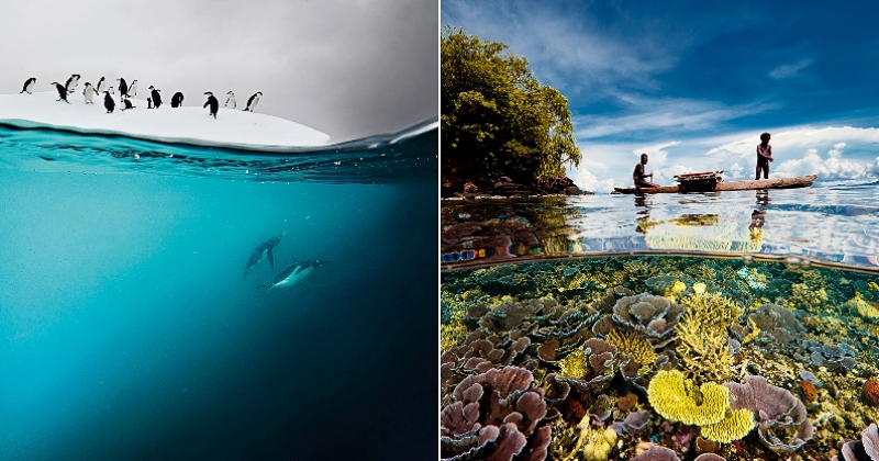 Ces photos sous-marines coupées en deux par la surface proposent un point de vue unique