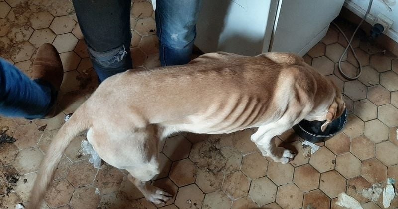 Abandonné depuis 3 mois dans une maison, ce labrador squelettique a dû être hospitalisé d'urgence