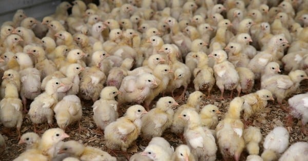 Une excellente nouvelle : le broyage des poussins vivants va être stoppé aux Etats-Unis !