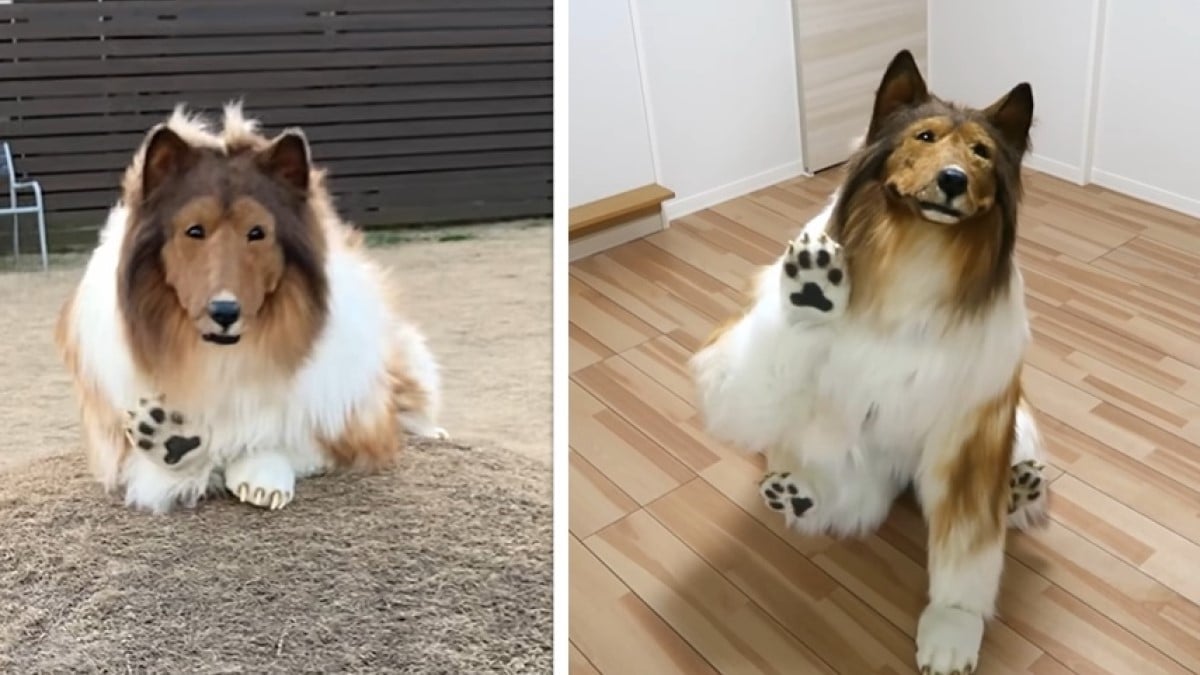 Le Japonais qui a dépensé 14 000 euros pour devenir un chien cherche désormais une compagne